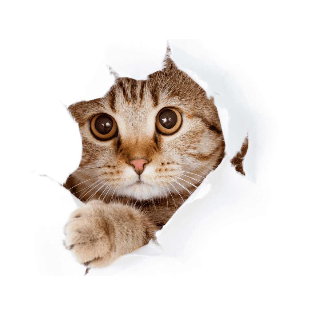 miglior negozio online di animali